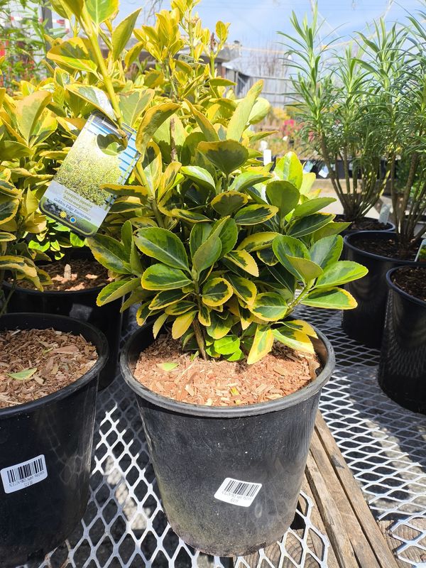 #2 EUONYMUS &#39;Auero -Marginata&#39;
