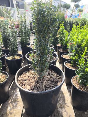 #3 ILEX CRENATA &#39;Sky Pencil&#39;