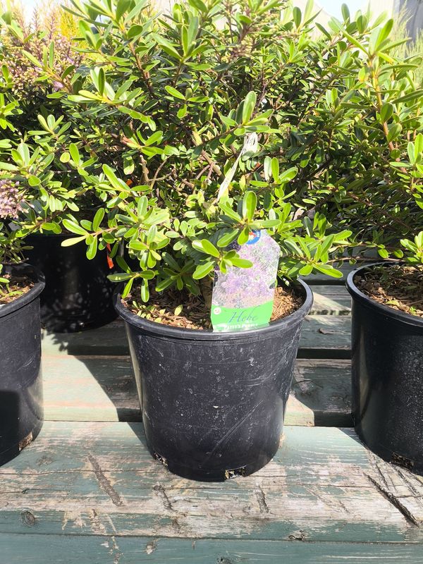 #2 HEBE ODORA &#39;Patty&#39;s Purple&#39;