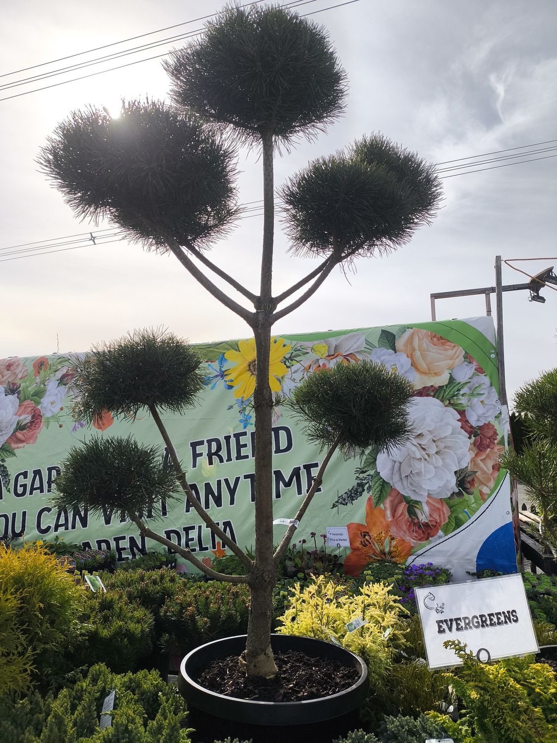 #15 PINUS SYLVERTRIS &#39;PomPom&#39;