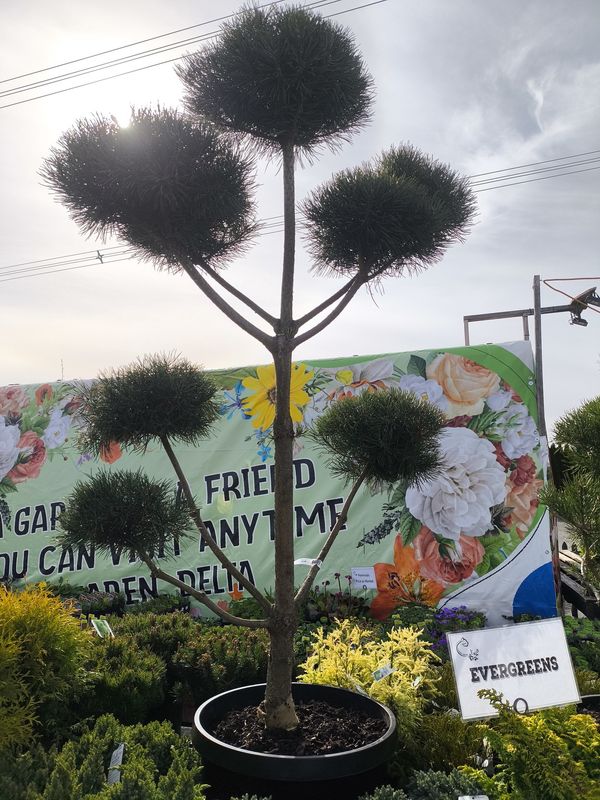 #15 PINUS SYLVERTRIS &#39;PomPom&#39;