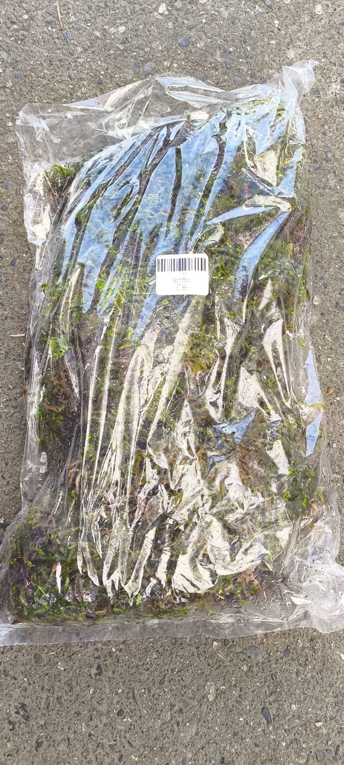 Bag of Moss (Small)