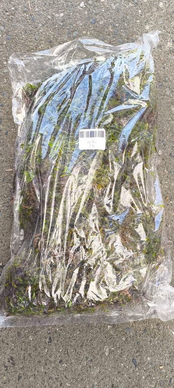 Bag of Moss (Small)