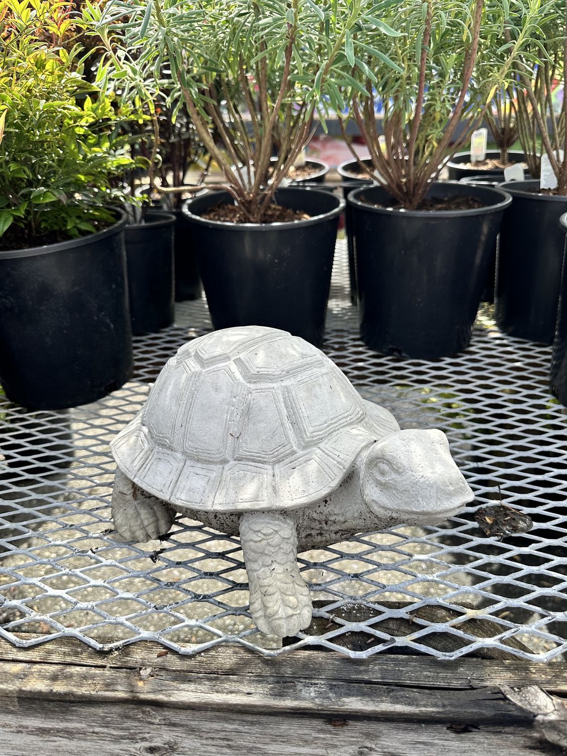 Turtle Statue