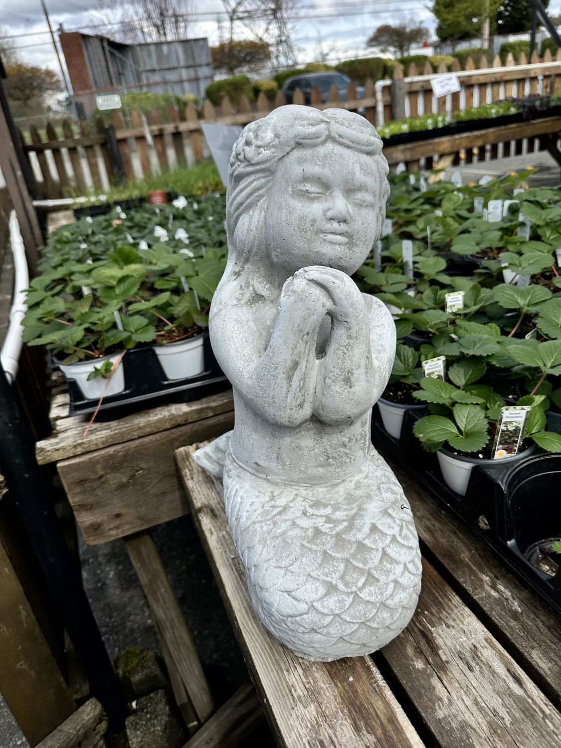Mermaid Statues, Colour: Praying Mermaid/Cement White Finish