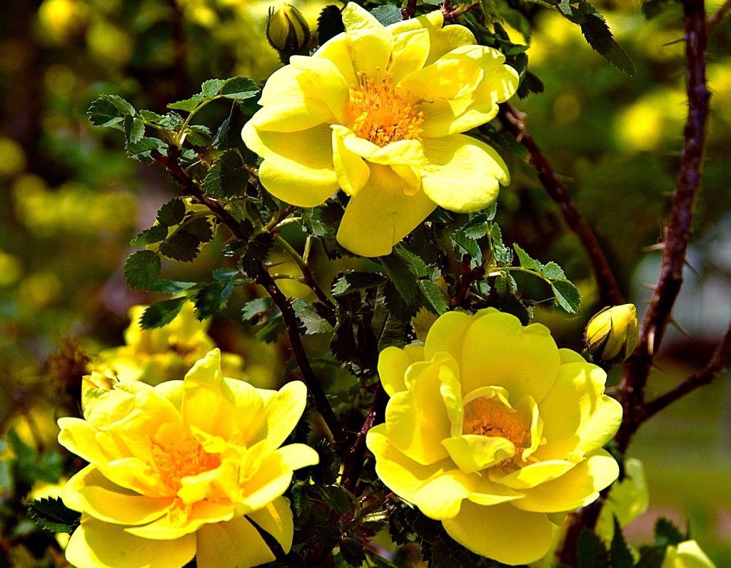 STAR ROSES 3 GAL 2025, Colour: Golden Showers CL