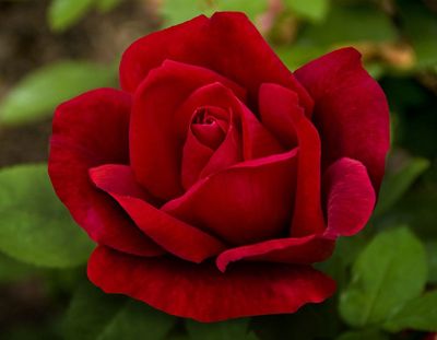 Star Roses 3 gal.