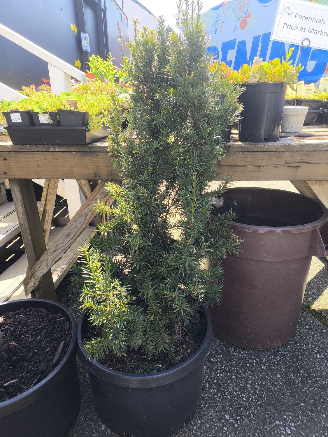 #10 TAXUS M. HICKSII