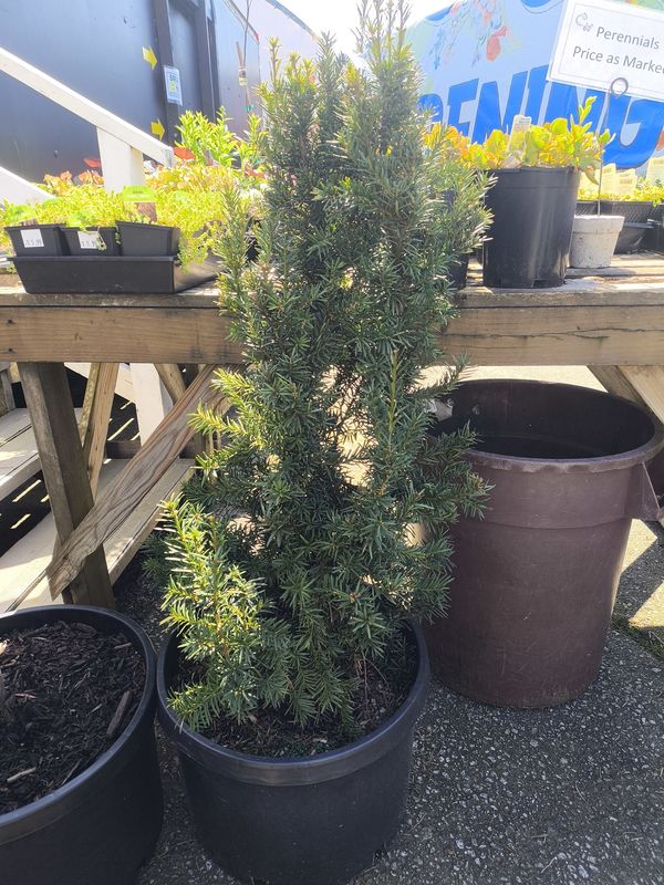 #10 TAXUS M. HICKSII