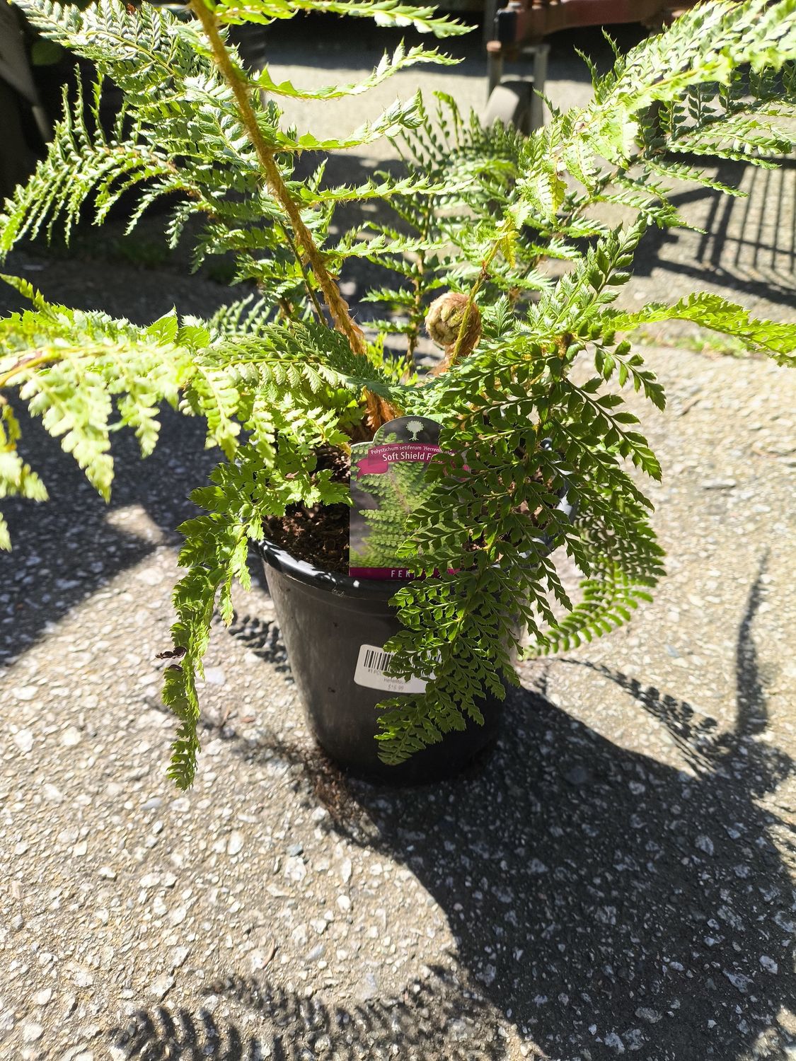 #1 POLYSTICHUM SETIFERUM &#39;Herrenhausen&#39;