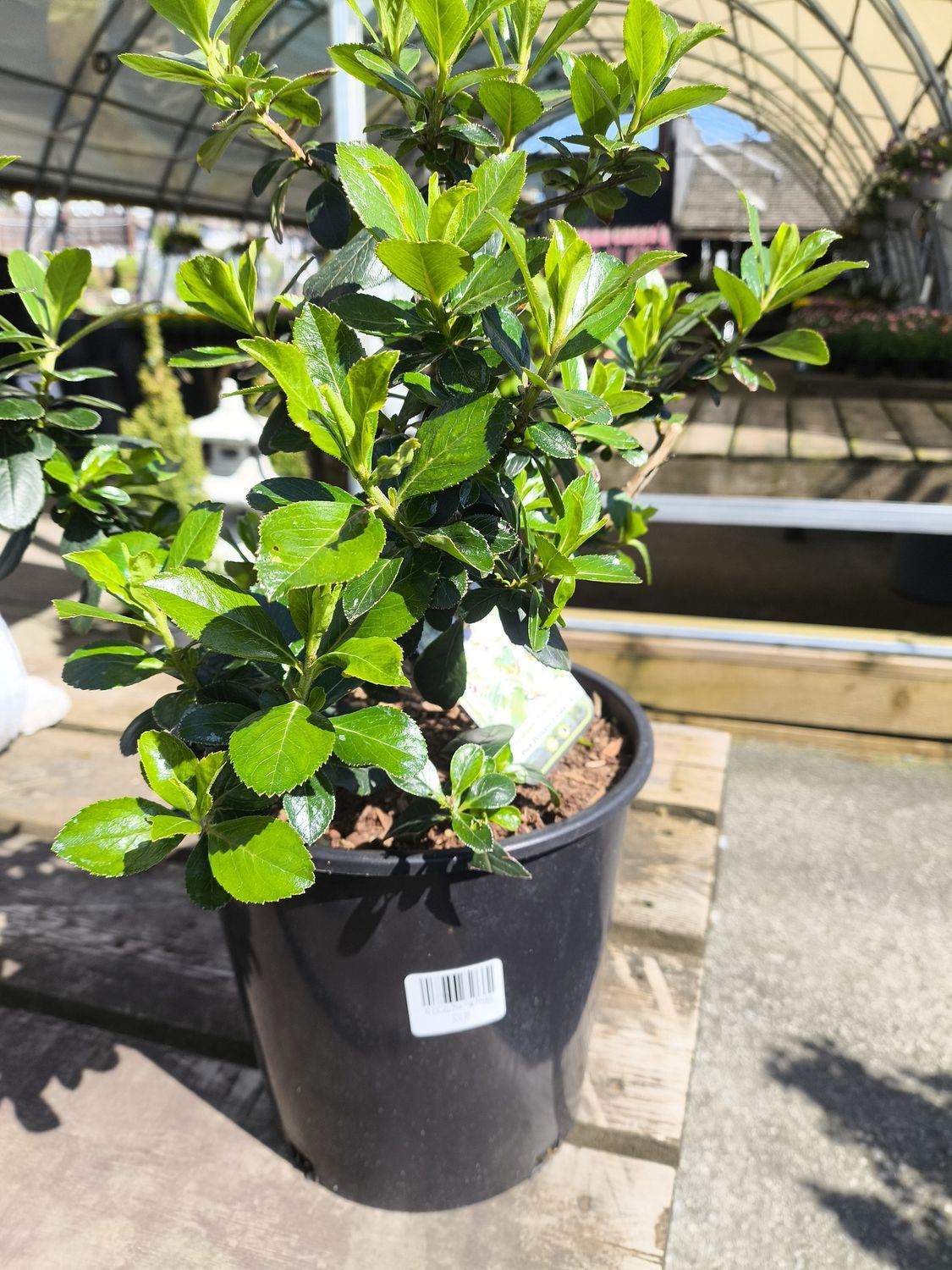 #2 ESCALLONIA &#39;Pink Princess&#39;