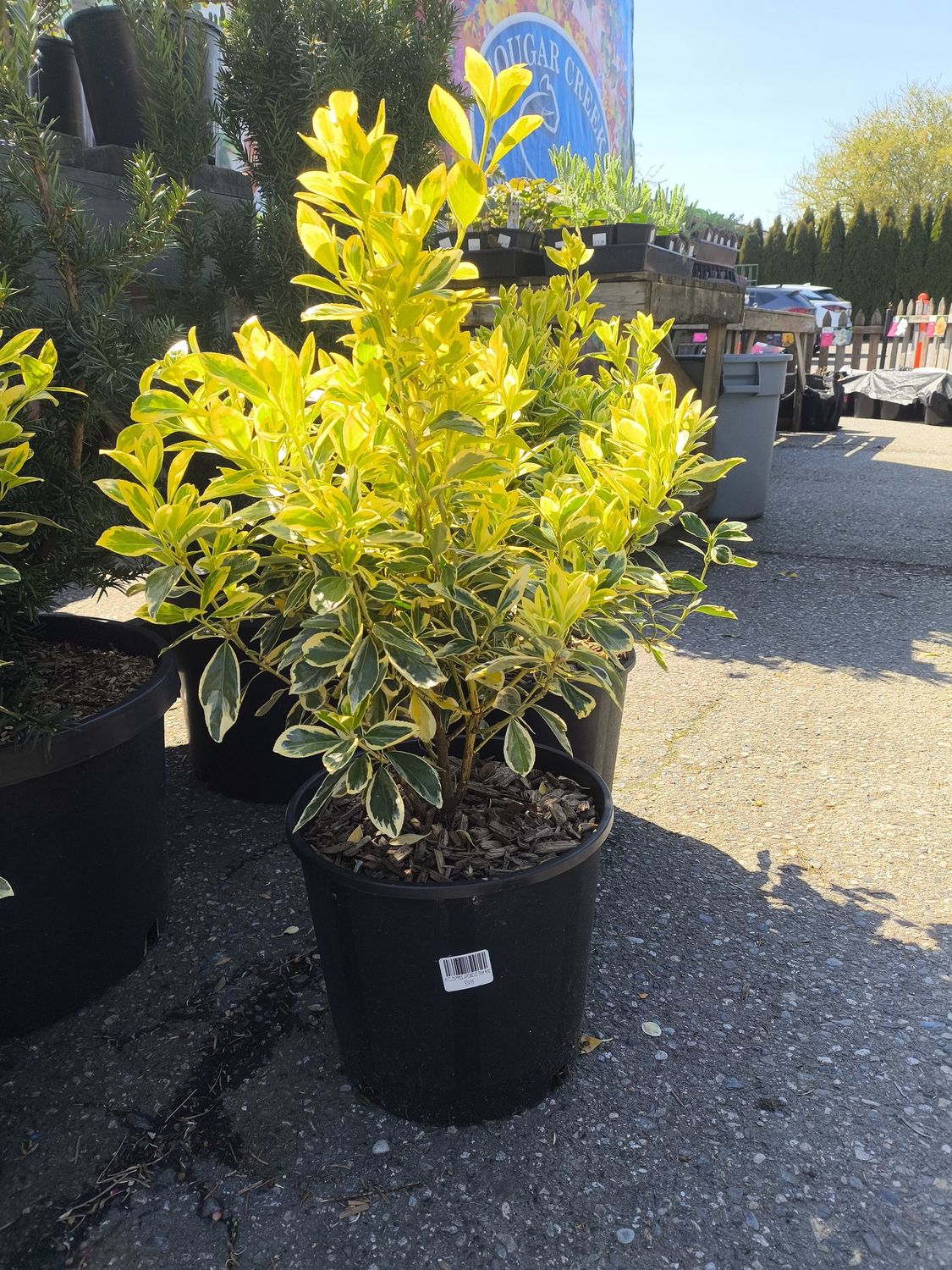 #3 EUONYMUS JAPONICUS &#39;Silver King&#39;