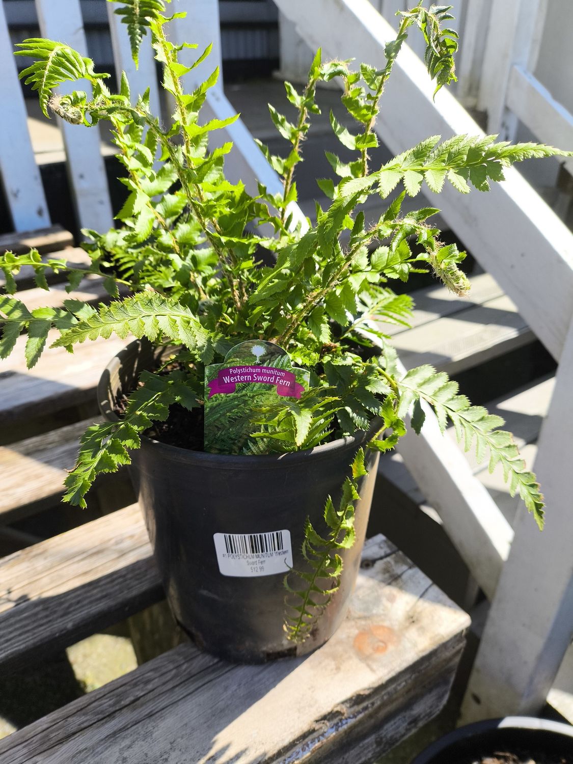 #1 POLYSTICHUM MUNITUM &#39;Western Sword Fern&#39;