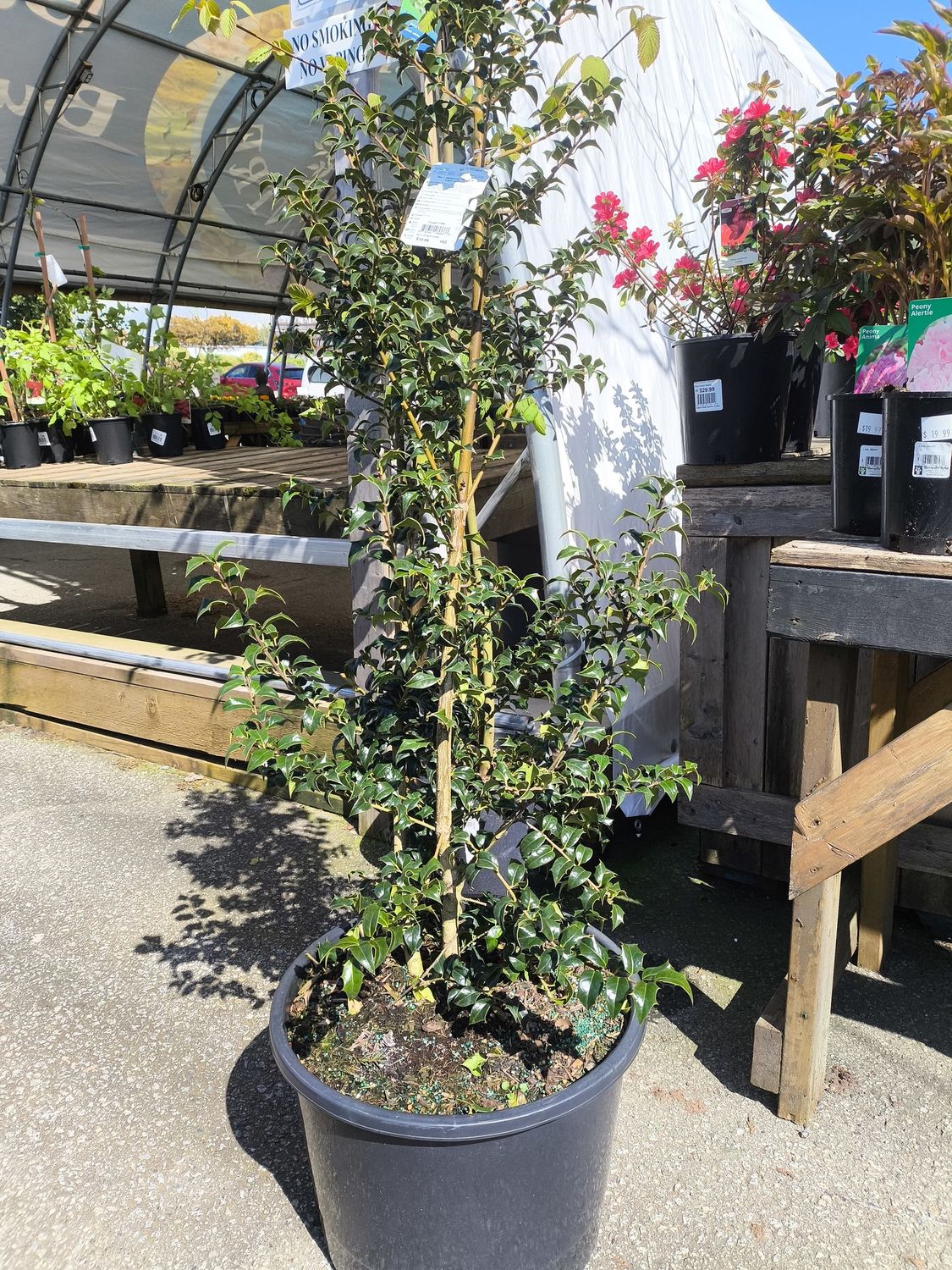 #10 Ilex x &#39;Dragon Lady&#39;