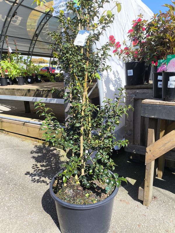 #10 Ilex x &#39;Dragon Lady&#39;