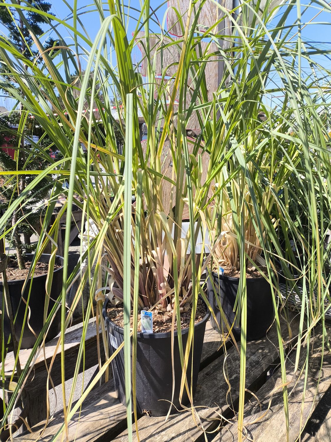 #3 CORTADERIA SELLOANA &#39;Pampass Grass&#39;