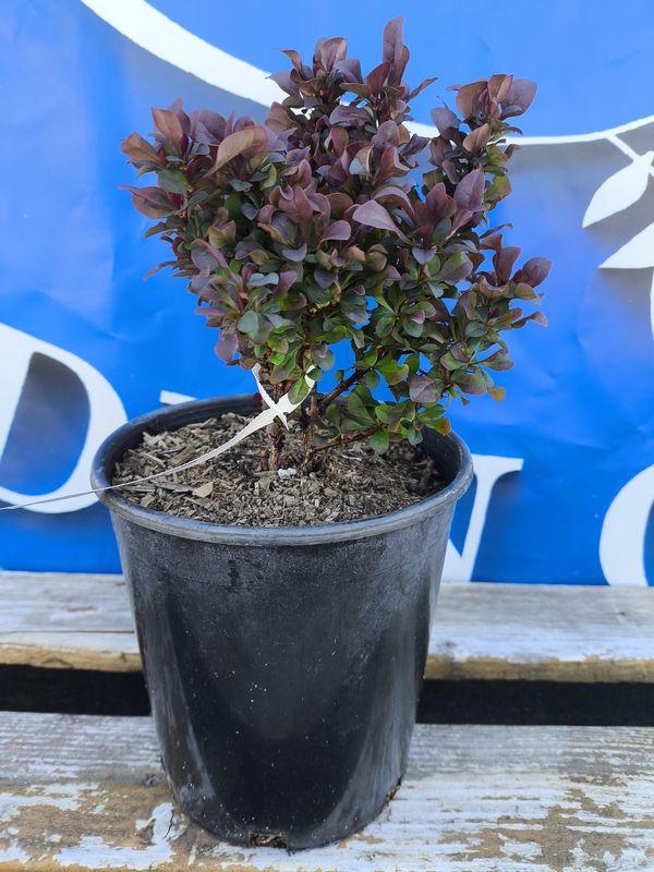 #1 BERBERIS THUNBERGII &#39;Concorde&#39;
