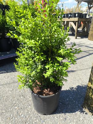 #3 BUXUS &#39;Green Beauty&#39;