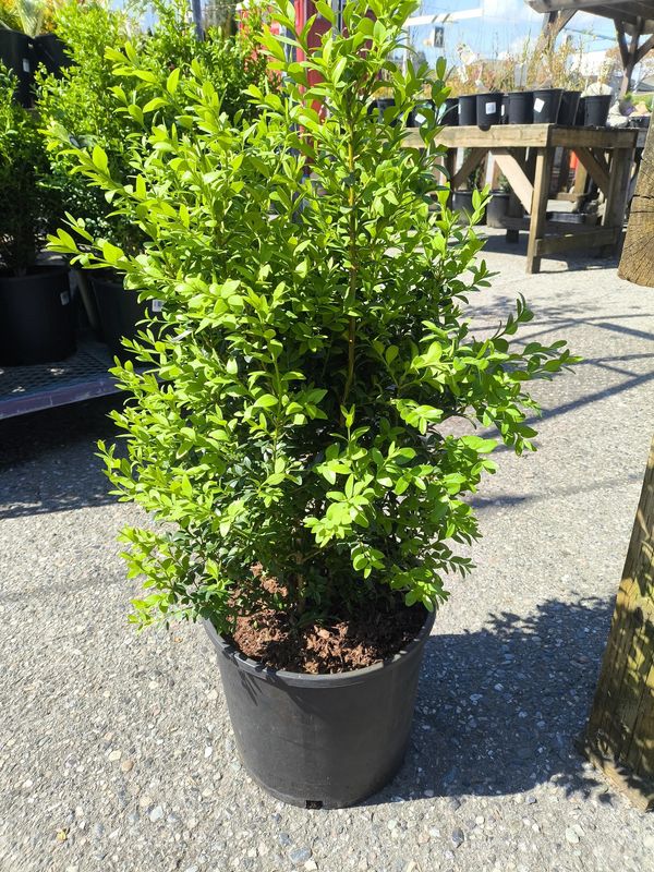 #3 BUXUS &#39;Green Beauty&#39;