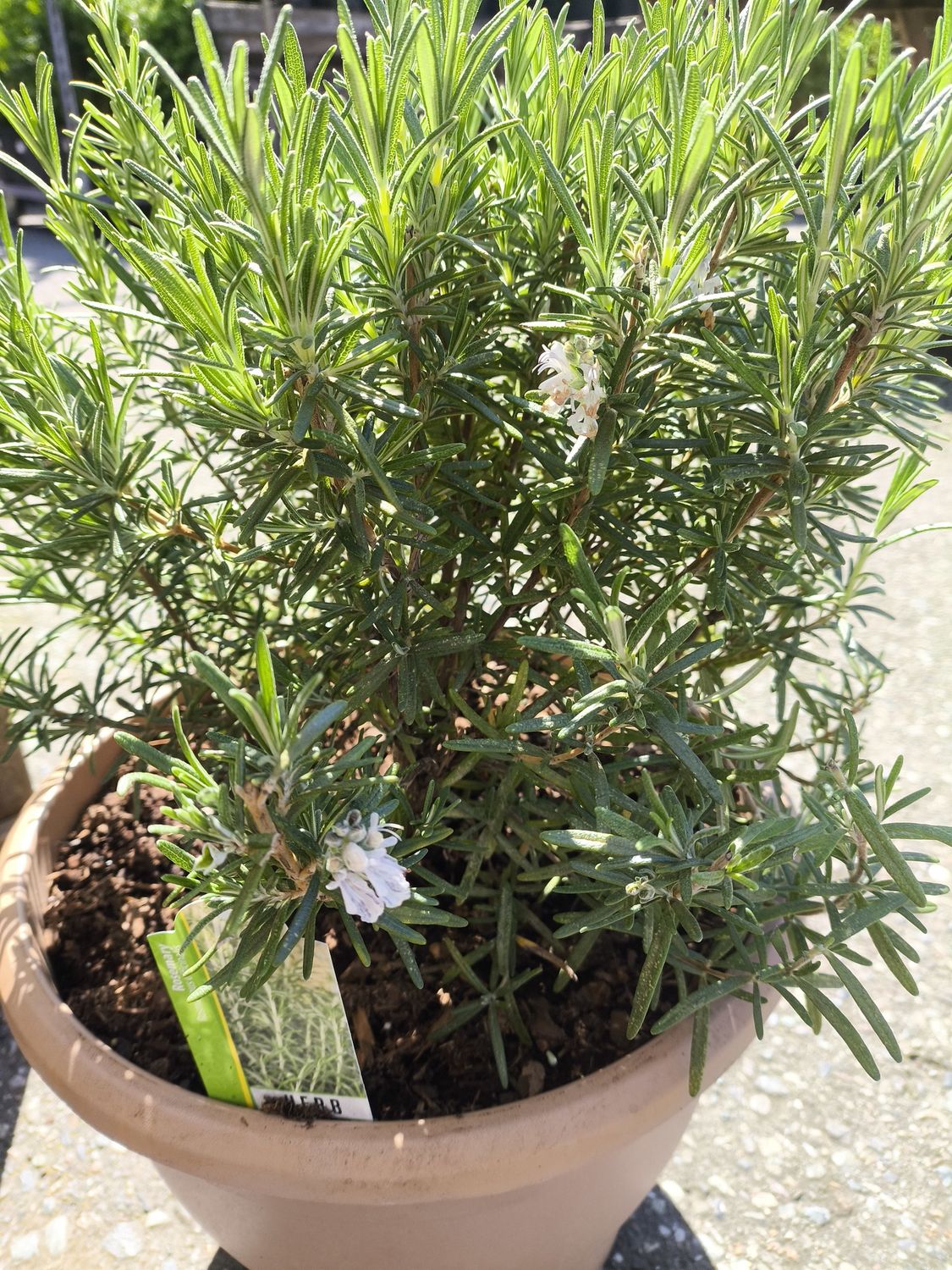 ROSEMARY 12&quot;