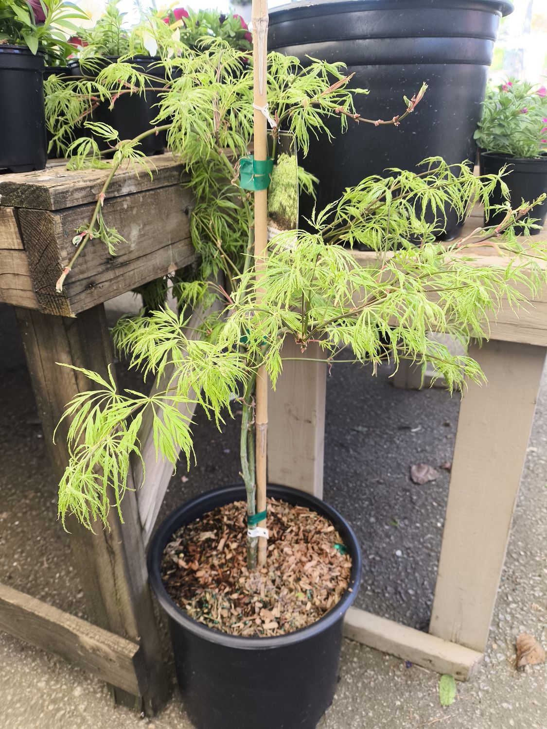 #5 ACER PALM. DISS VIRIDIS Green Weeping Maple
