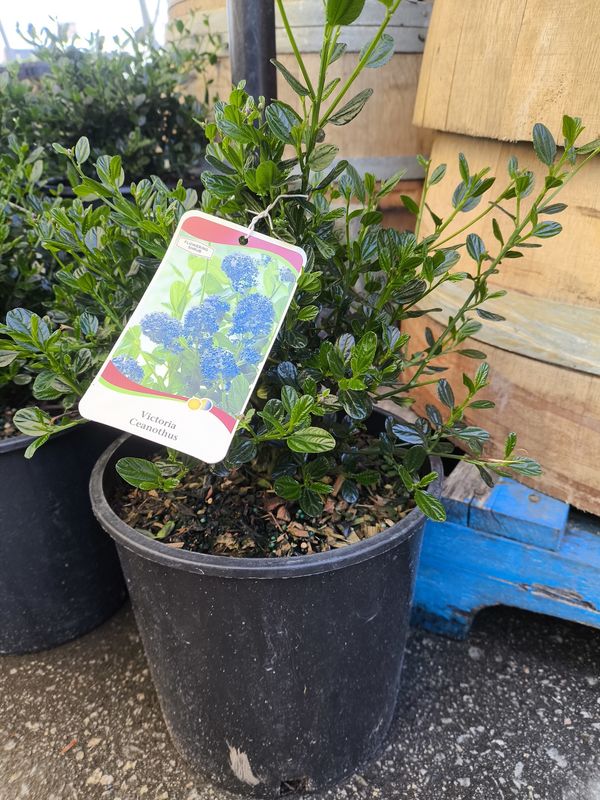 #2 CEANOTHUS &#39;Victoria&#39; California Lilac