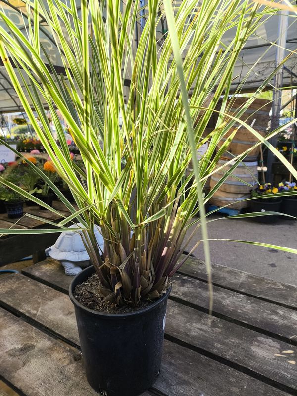 #2 CORTADERIA SELLOANA &#39;Aureolineata&#39;