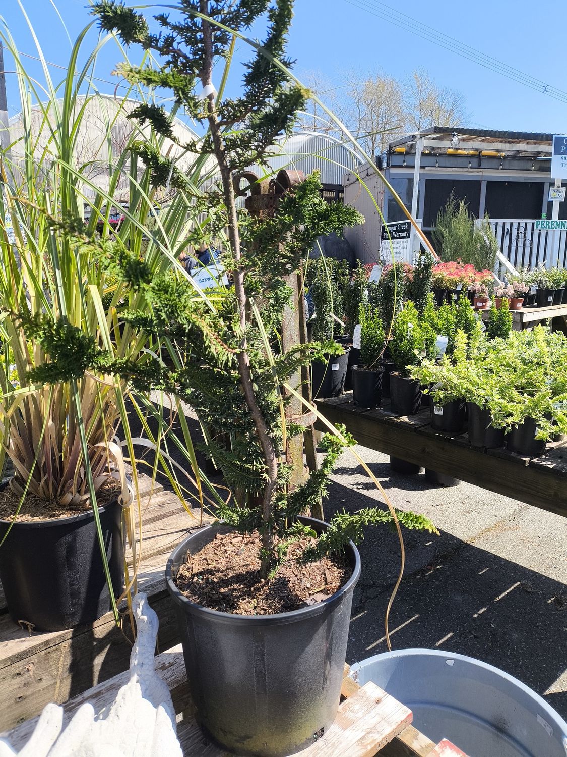 #3 CHAMAECYPARIS  OBTUSA &#39; Filicoides&#39;