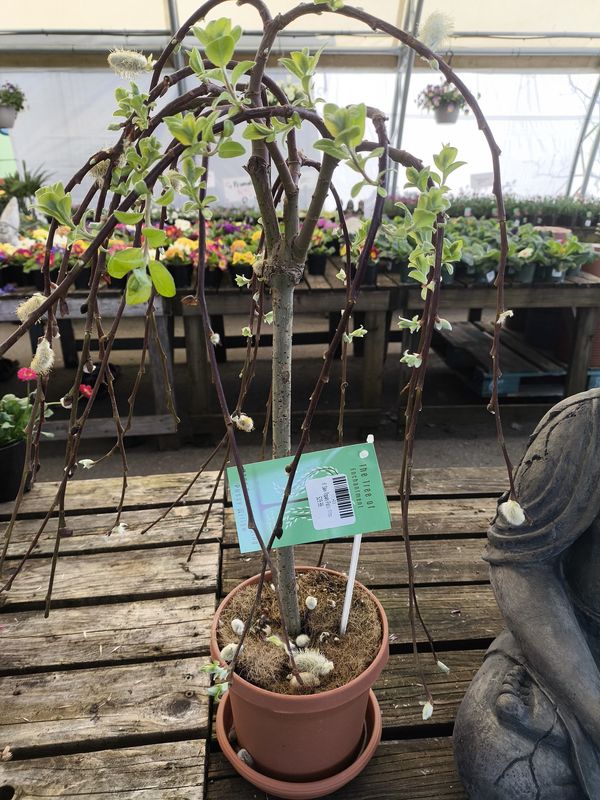 6&quot; Salix Topiary Pussy Willow