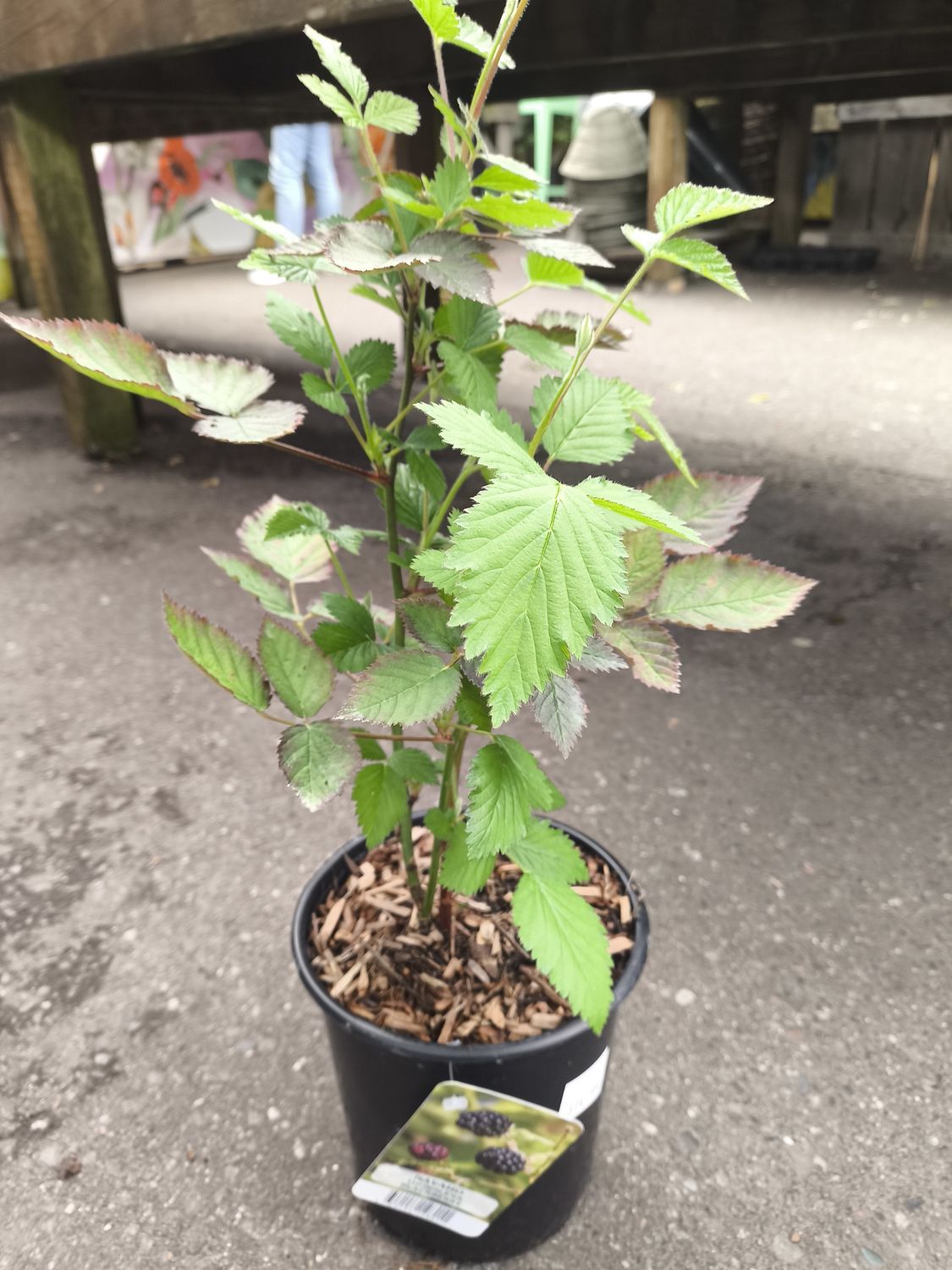 #1 RUBUS x HYBRIDA &#39;Navaho&#39; Thornless Blackberry