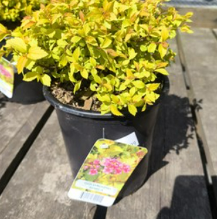 #1 SPIRAEA ‘Goldmound’