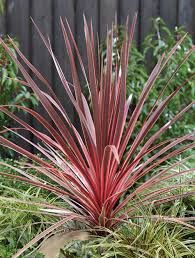 6" Cordyline