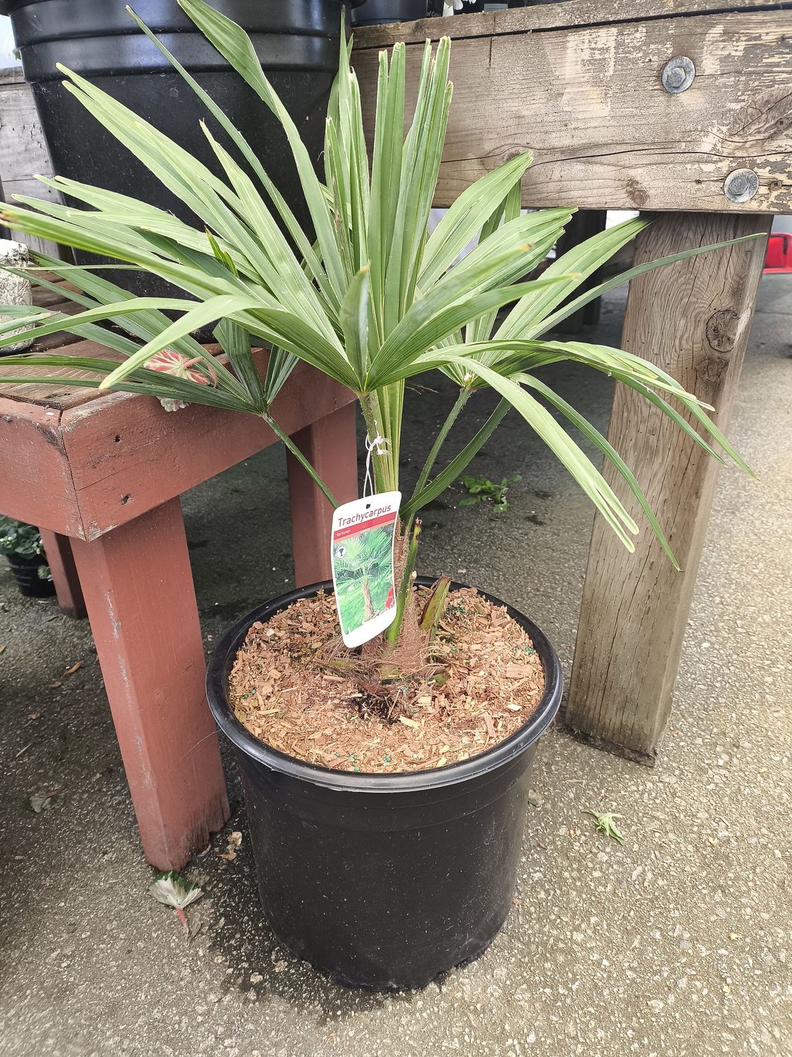 #5 TRACHYCARPUS FORTUNEI