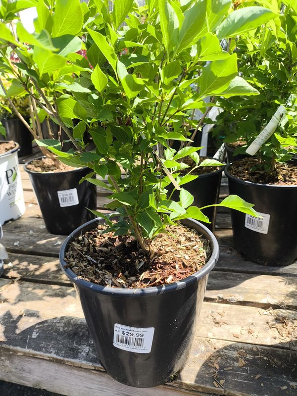 #2 SYRINGA PATULA &#39;Miss Kim&#39;