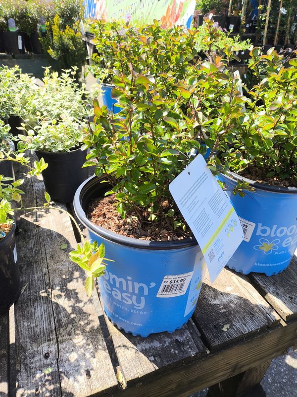 #2 LAGERSTROEMIA &#39;Princess Holly Ann&#39;