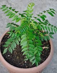 4&quot; CURRY TREE