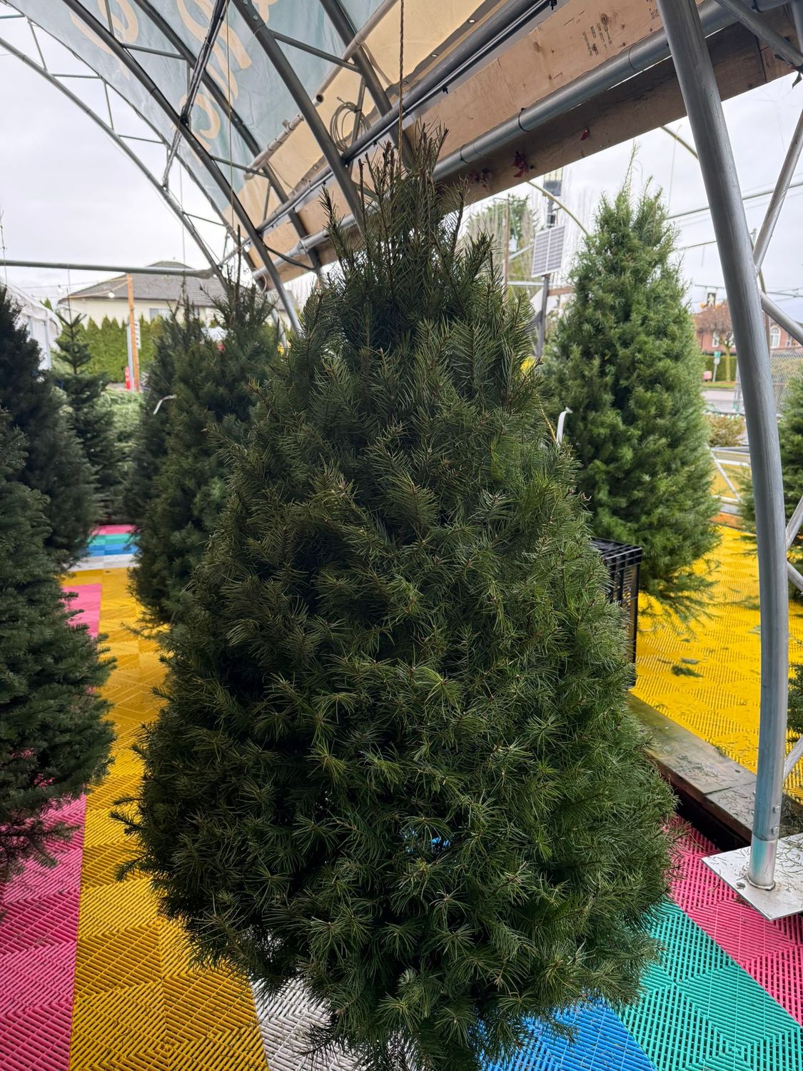 4&#39;-5&#39; Douglas