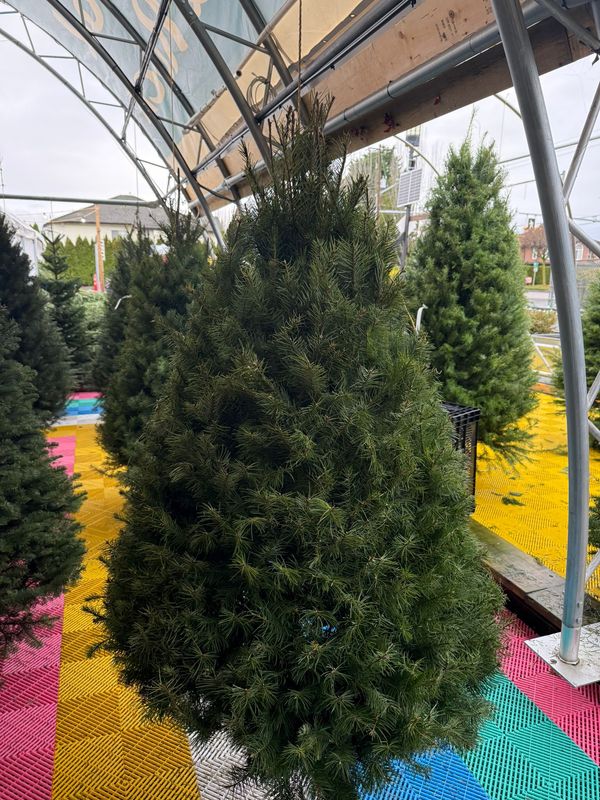 4&#39;-5&#39; Douglas