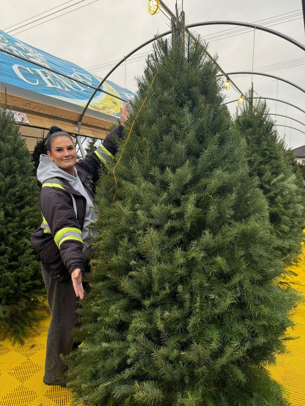 7&#39;-8&#39; Douglas