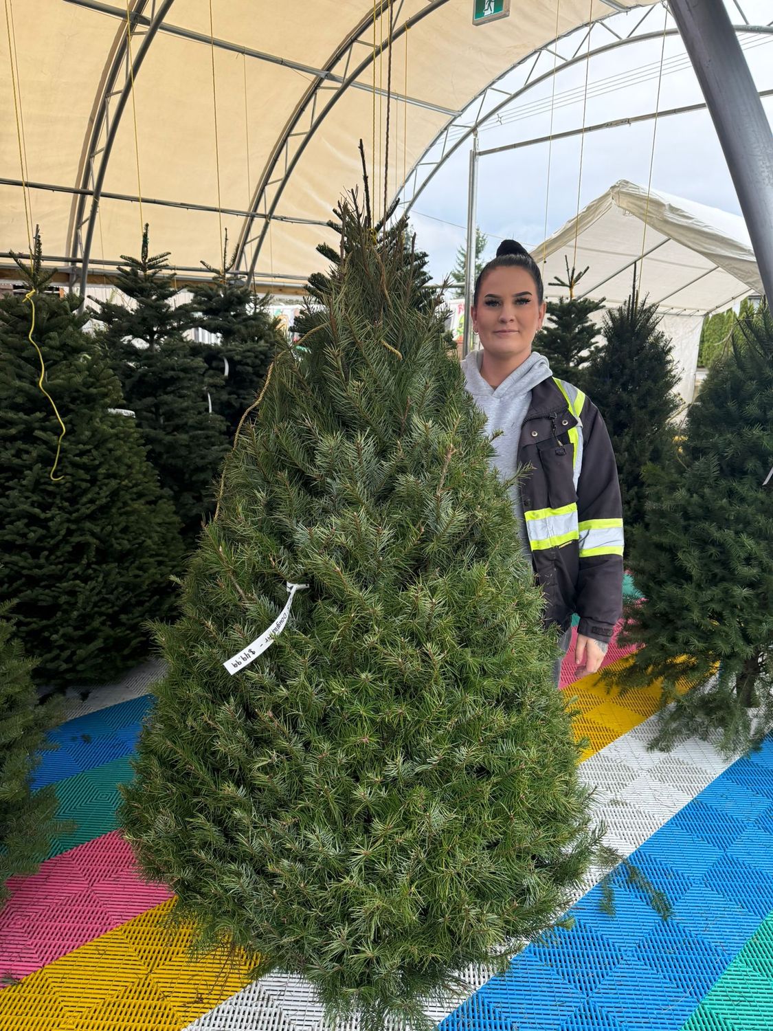 5&#39; - 6&#39; Douglas