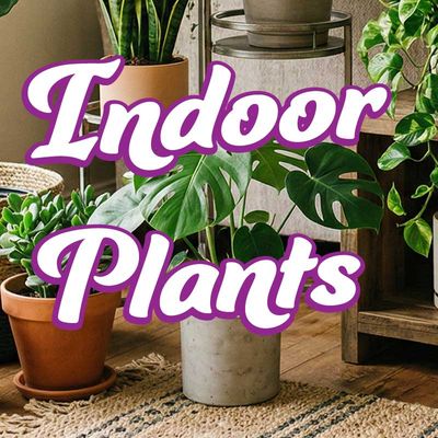 Indoor Plants