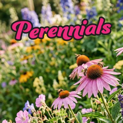 Perennials