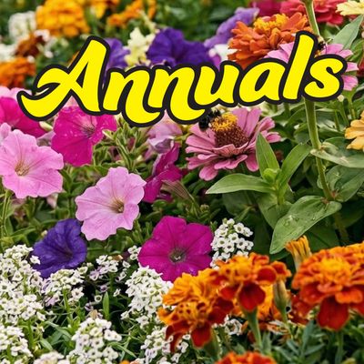 Annuals
