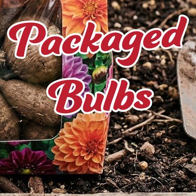 Packaged Bulbs