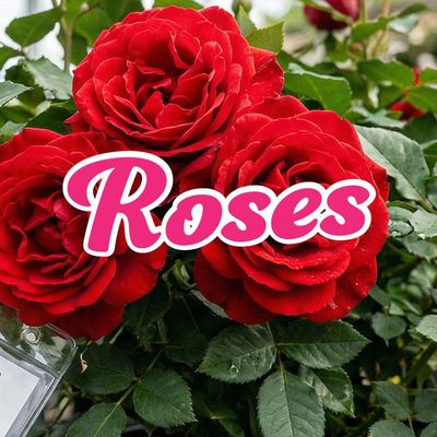 Roses