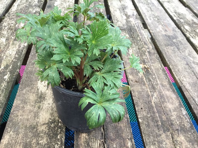 #1 ACONITUM CARMICHAELII ARDENSII