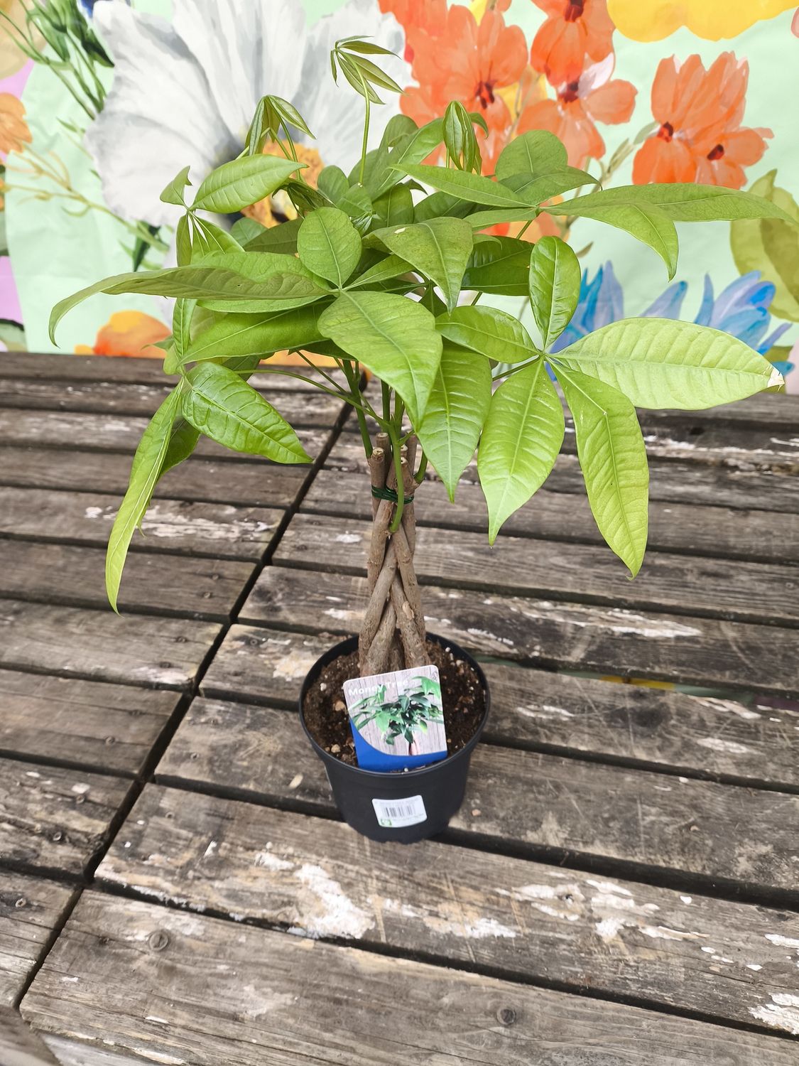 6" Money Tree