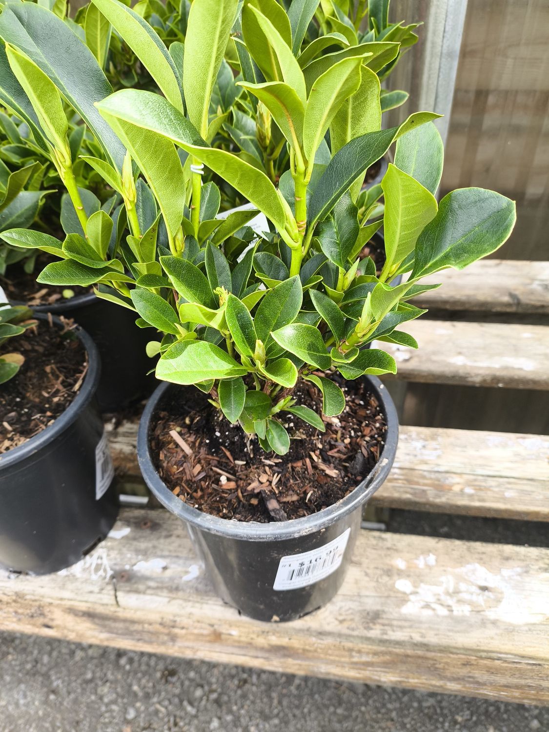 #1 RHODODENDRON 'Cunningham White'