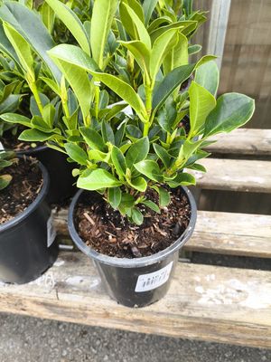 #1 RHODODENDRON 'Cunningham White'