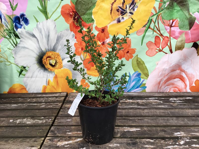 #2 CHAENOMELES 'Orange Delight'